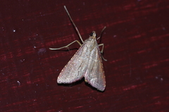 Endotricha minialis