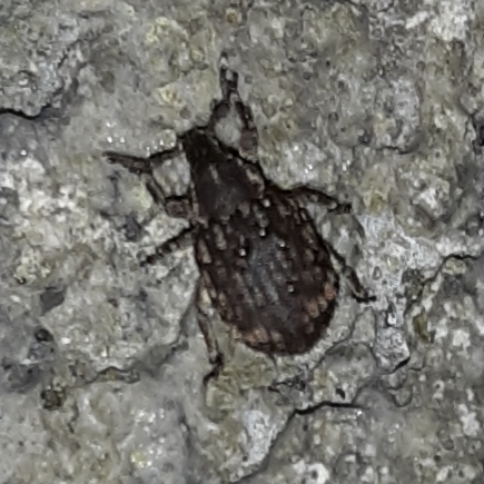Crusted root weevil photo 3