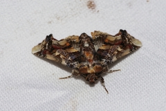 Eutelia adulatricoides