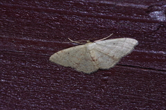 Idaea sakuraii