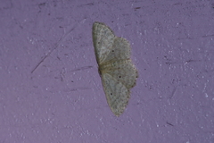 Idaea sakuraii