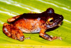 Pristimantis cerasinus