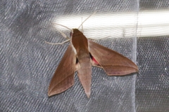 Theretra alecto