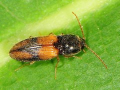 Horistonotus curiatus