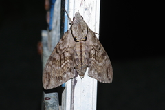 Psilogramma increta