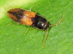 Horistonotus curiatus