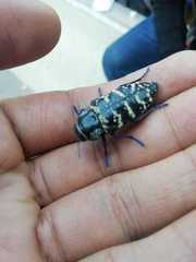 Lampetis dilaticollis