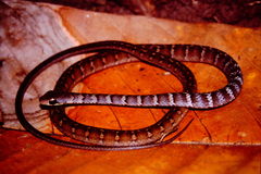 Dendrophidion vinitor