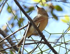 Newtonia brunneicauda