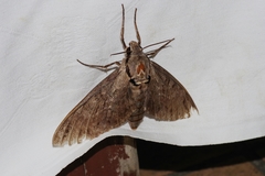 Psilogramma increta