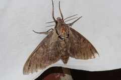 Psilogramma increta