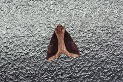 Ercheia dubia