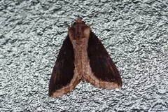 Ercheia dubia