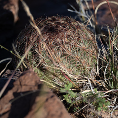 Echinomastus intertextus intertextus