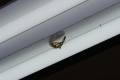 Krananda semihyalina