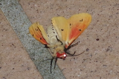 Spilarctia seriatopunctata