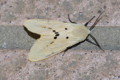Spilarctia seriatopunctata