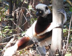 Propithecus coquereli