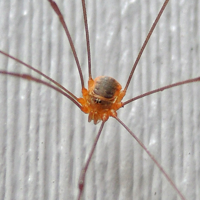Leiobunum bracchiolum