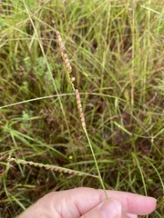 Paspalum floridanum