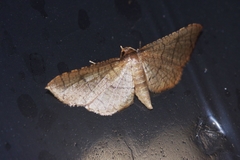 Hypolamprus ypsilon