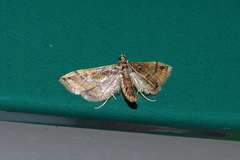 Hydriris ornatalis