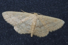 Scopula personata