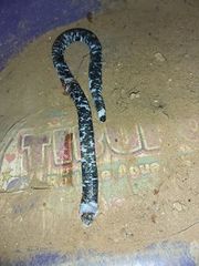 Amphisbaena fuliginosa