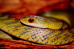 Drymobius chloroticus