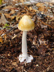 Amanita sinicoflava