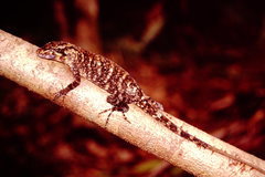 Anolis petersii