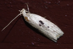 Scythropiodes issikii