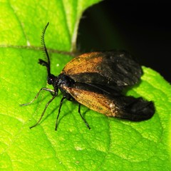 Pyromorpha dimidiata