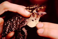 Anolis petersii