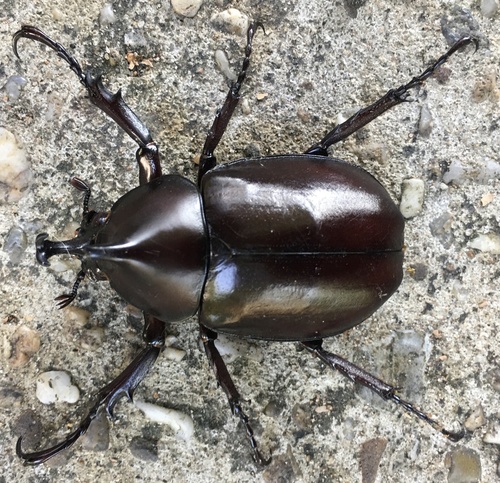Siamese Rhinoceros Beetle photo 5