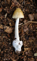 Amanita sinicoflava