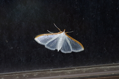 Palpita nigropunctalis