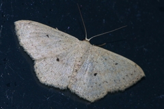 Scopula emma