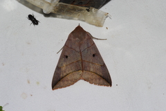 Thyas juno