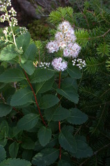 Spiraea alba latifolia
