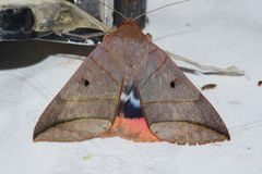 Thyas juno