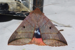 Thyas juno