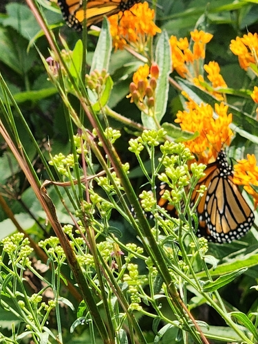 Monarch photographed in New Jersey