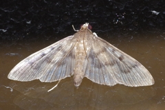 Herpetogramma yaeyamense
