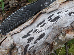 Biscogniauxia bartholomaei