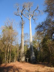 Adansonia