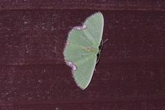 Comibaena procumbaria