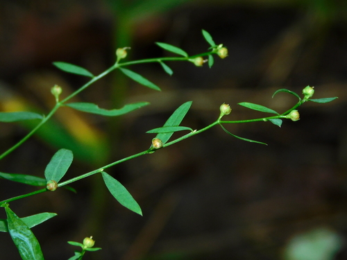 Ridged yellow flax (Linum striatum)