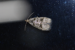 Copromorpha kijimuna