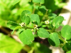 Euphorbia cozumelensis